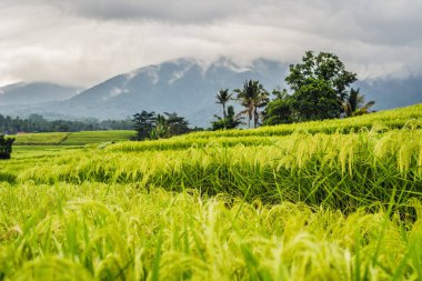 yeşil Jatiluwih pirinç terasları volkanlar ve arka planda Bali, Endonezya bulutlara