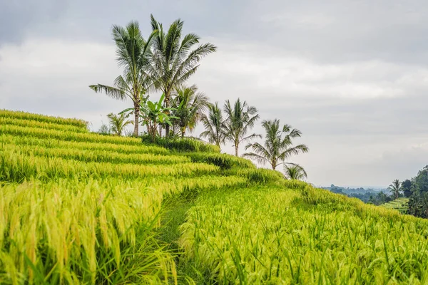 Όμορφη Πράσινη Jatiluwih Ρύζι Βεράντες Και Γκρίζα Συννεφιά Μπαλί Ινδονησία — Φωτογραφία Αρχείου