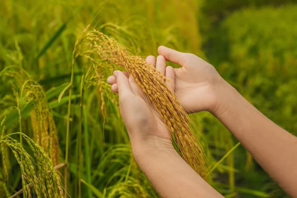 female hands holding ripe ears of rice at field