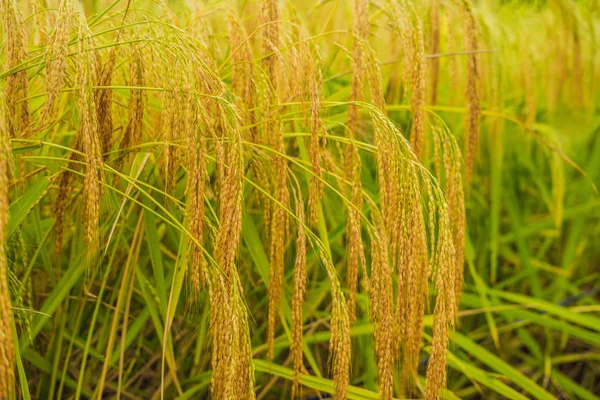 Épis Mûrs Riz Sur Plantation Gros Plan — Photo