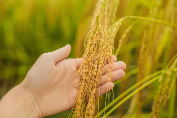 female hand holding ripe ears of rice at field