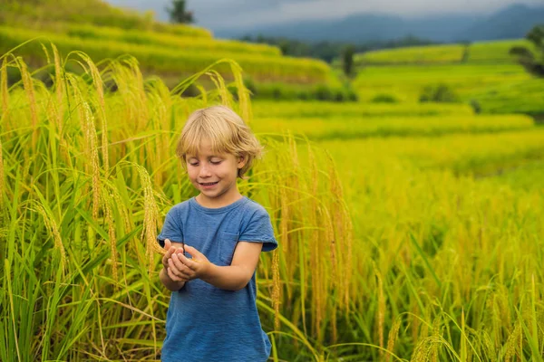 Gülümseyen Endonezya Jatiluwih Pirinç Terasta Pirinç Dalı Tutan Çocuk Seyahat — Stok fotoğraf