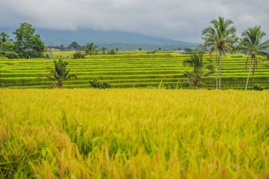 Endonezya palmiye ağaçları ile güzel pirinç terasları