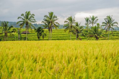 Jatiluwih pirinç tarlaları Bali, Endonezya palmiye ağaçları ile güzel manzara