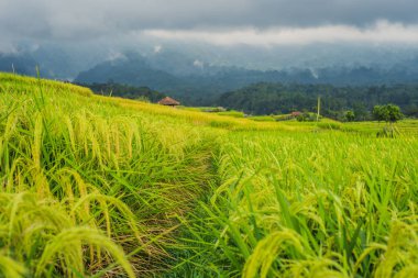 yeşil Jatiluwih pirinç teras kırsal manzara Bali, Endonezya.