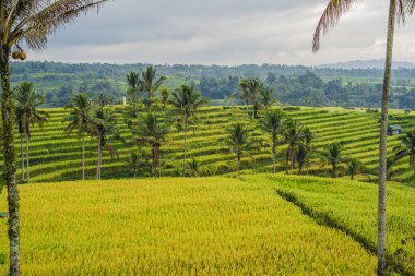 pirinç tarlaları köyü Bali, Endonezya peyzaj.