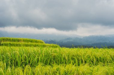 Jatiluwih pirinç tarlalarının köy Bali, Endonezya güzel görünüm.