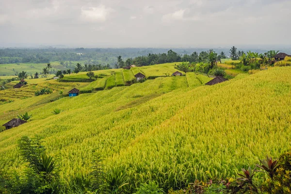 Μεγάλη Γωνία Θέα Πράσινο Jatiluwih Ορυζώνες Στο Χωριό Μπαλί Ινδονησία — Φωτογραφία Αρχείου