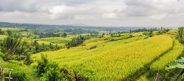 Panorama Verde Sobre Campos Arroz Aldeia Bali Indonésia — Fotografia de Stock