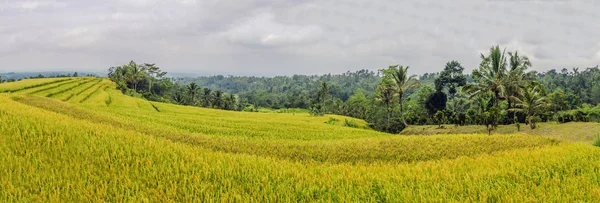 Panorama Delle Terrazze Riso Jatiluwih Bali Indonesia — Foto Stock