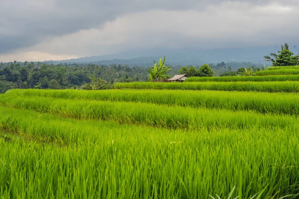 Όμορφη Πράσινη Jatiluwih Ρύζι Βεράντες Και Γκρίζα Συννεφιά Μπαλί Ινδονησία — Φωτογραφία Αρχείου