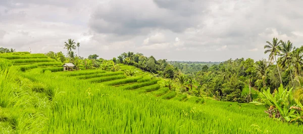 美丽的绿色贾蒂卢维梯田和灰色多云的天空 巴厘岛 印度尼西亚 — 图库照片