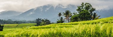 bulutlu gökyüzü, Bali, Endonezya altında yemyeşil yeşil Jatiluwih pirinç terasları görünümünü manzara
