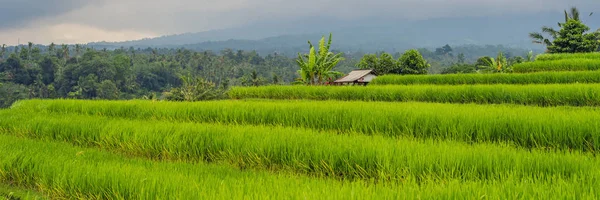 Landscape View Lush Green Jatiluwih Rice Terraces Cloudy Sky Bali — Stock Photo, Image