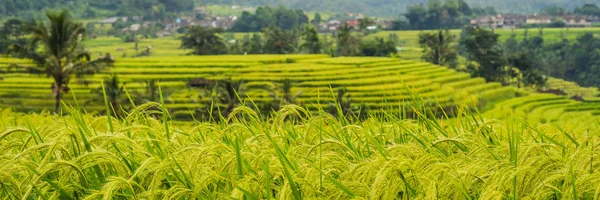 Landschaft Blick Auf Üppig Grüne Jatiluwih Reisterrassen Unter Bewölktem Himmel — Stockfoto