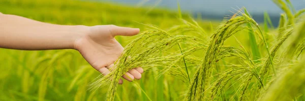 female hand holding ripe ears of rice at field