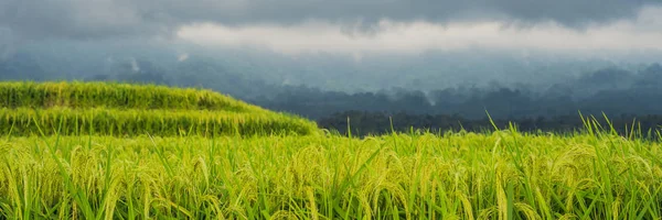 Widok Krajobrazu Bujne Zielone Tarasy Ryżu Jatiluwih Pod Zachmurzonym Niebie — Zdjęcie stockowe