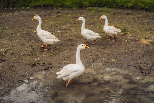 Oies Marchant Dans Boue Dans Ferme Village — Photo