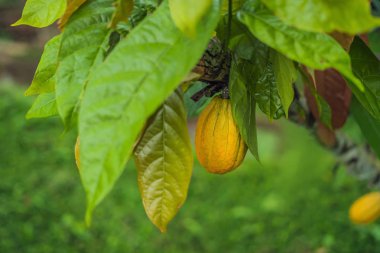 Kakao bakla doğal çiftlik plantasyon içinde hasat