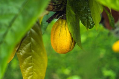 Kakao bakla doğal çiftlik plantasyon içinde hasat