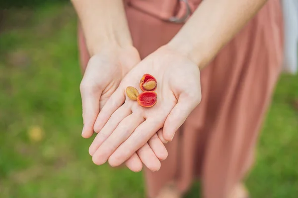 Bayas rojas frescas granos de café en mano de mujer —  Fotos de Stock