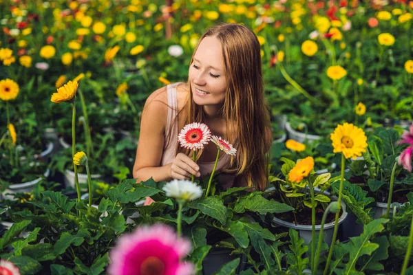 Uma jovem numa quinta de gerbera. Cultivo de flores em estufas. Um casarão com gerber. Margarida flores plantas em estufa — Fotografia de Stock