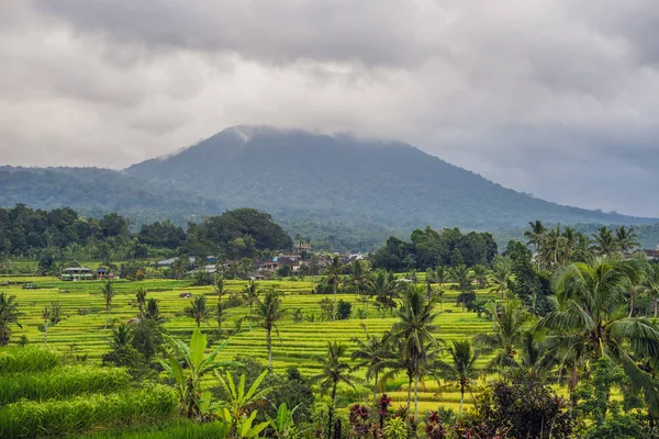 Grüne Jatiluwih Reisterrassen Mit Vulkanen Und Wolken Hintergrund Bali Indonesien — Stockfoto