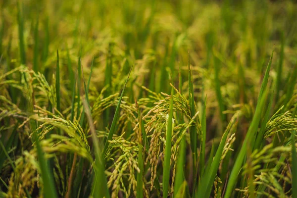 Green cascade rice field plantation at Tegalalang terrace in Bali, Indonesia.