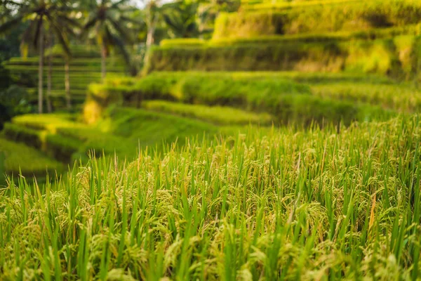 Green cascade rice field plantation at Tegalalang terrace in Bali, Indonesia.