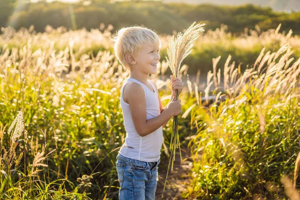 Счастливый Улыбающийся Маленький Мальчик Кукурузном Поле Держит Шип — стоковое фото