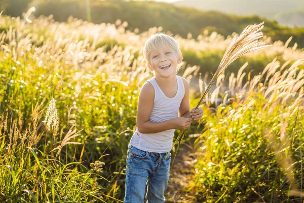 Heureux Sourire Petit Garçon Dans Champ Maïs Tenant Pointe — Photo