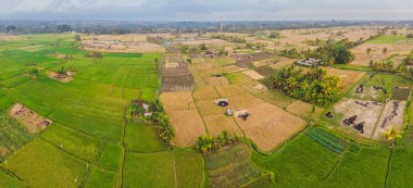Yeşil bitkiler havadan görünümü paddy alanları ve binalar Bali Adası, Endonezya