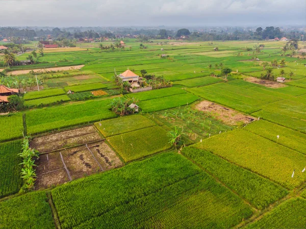 Вид Воздуха Зеленые Растения Рисовых Полях Зданиях Острове Бали Индонезия — стоковое фото