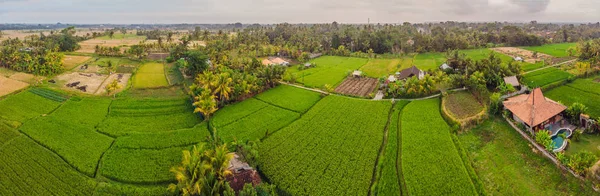 Vista Aérea Plantas Verdes Arrozales Pueblo Isla Bali Indonesia —  Fotos de Stock