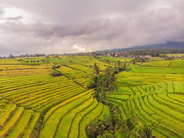 Αεροφωτογραφία Των Πράσινων Φυτών Ορυζώνες Στο Νησί Του Μπαλί Ινδονησία — Φωτογραφία Αρχείου