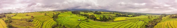 Widok Lotu Ptaka Rośliny Zielone Pól Ryżowych Wyspie Bali Indonezja — Zdjęcie stockowe