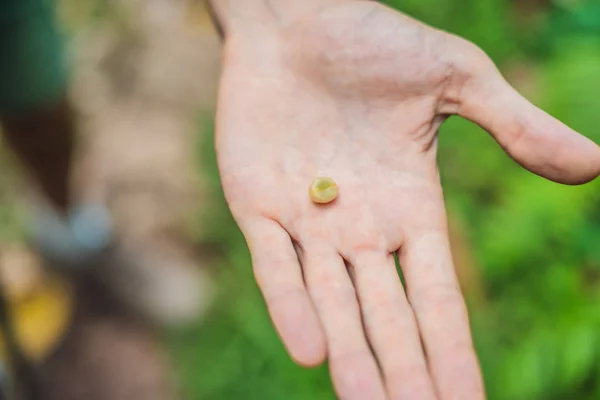 Man Holding Green Coffee Bean Hand — Stock Photo, Image