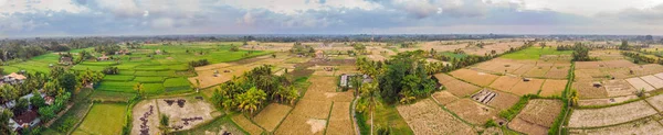 Yeşil Bitkiler Havadan Görünümü Paddy Alanları Köy Bali Adası Endonezya — Stok fotoğraf