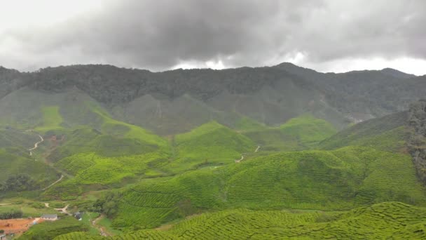 Foto aérea de una hermosa plantaciones de té-terrazas — Vídeo de stock