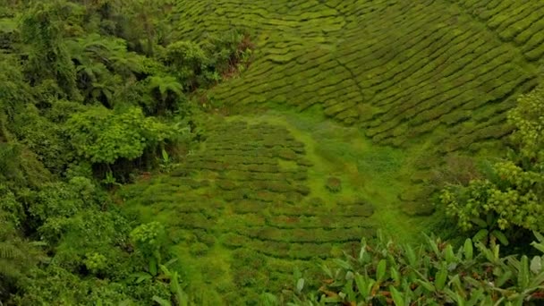 Foto aérea de una hermosa plantaciones de té-terrazas — Vídeos de Stock