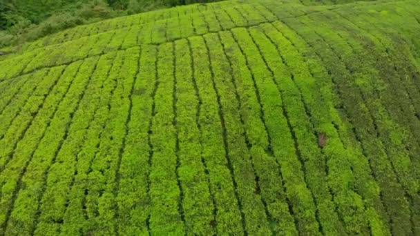 Colpo aereo di una bella piantagioni di tè-terrazze — Video Stock