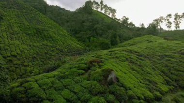Bir güzel çay tarlaları-teraslar hava atış