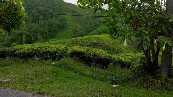 Steadicamnél lövés egy gyönyörű tea ültetvény-terasszal — Stock videók