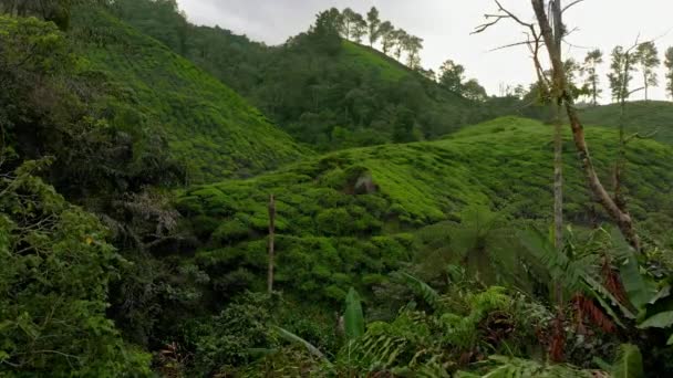 Foto aérea de una hermosa plantaciones de té-terrazas — Vídeos de Stock