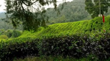 steadicam atış bir güzel çay tarlaları-Teras