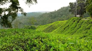 steadicam atış bir güzel çay tarlaları-Teras