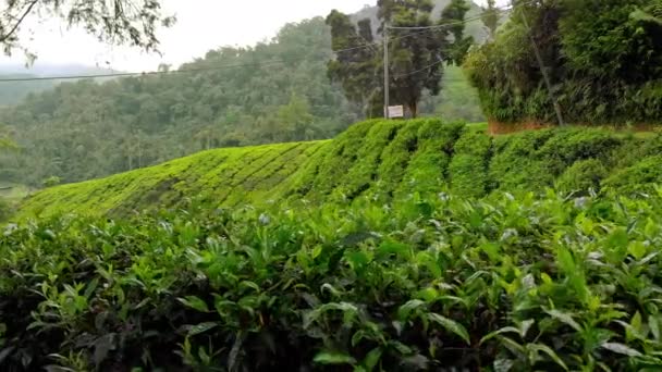 Tiro steadicam di una bella piantagioni di tè-terrazze — Video Stock