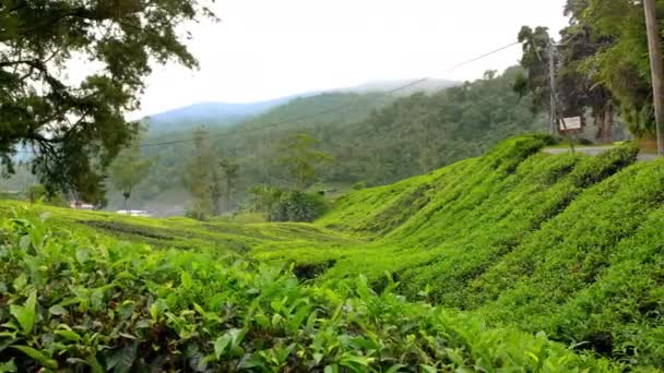 Steadicam πλάνο του μια όμορφη τσάι φυτείες-βεράντες — Αρχείο Βίντεο