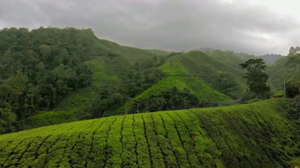 Vue aérienne d'une belle plantation de thé-terrasses — Video