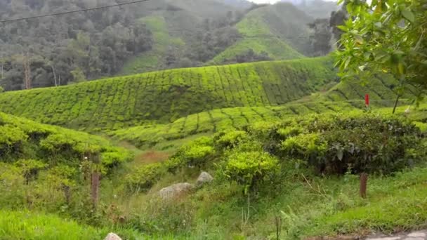 Foto aérea de una hermosa plantaciones de té-terrazas — Vídeos de Stock